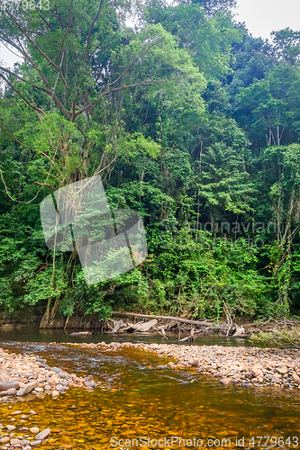 Image of River in Jungle rainforest Taman Negara national park, Malaysia