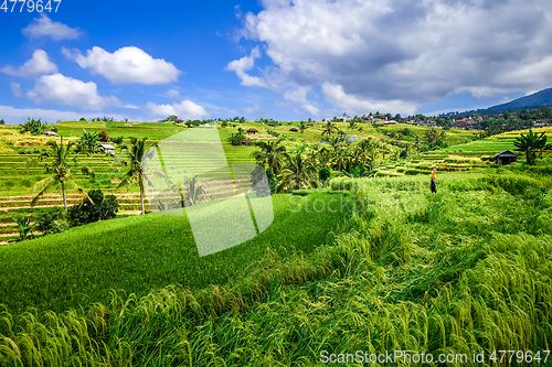 Image of Jatiluwih paddy field rice terraces, Bali, Indonesia