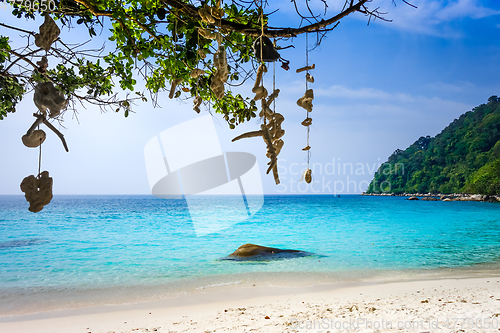 Image of Hanging coral on Turtle Beach, Perhentian Islands, Terengganu, M