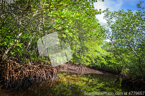 Image of Mangrove in Nusa Lembongan island, Bali, Indonesia