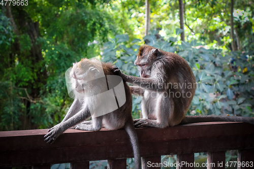 Image of Monkeys in the Monkey Forest, Ubud, Bali, Indonesia