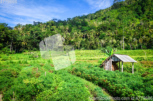 Image of Plantations in green fields, Sidemen, Bali, Indonesia