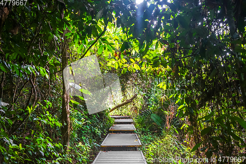 Image of Wooden path in Taman Negara national park, Malaysia