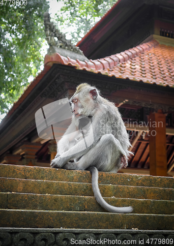 Image of Monkeys on a temple roof in the Monkey Forest, Ubud, Bali, Indon