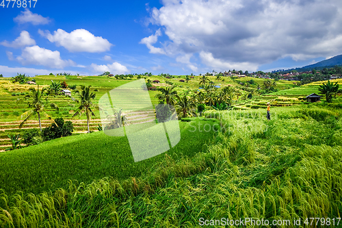 Image of Jatiluwih paddy field rice terraces, Bali, Indonesia