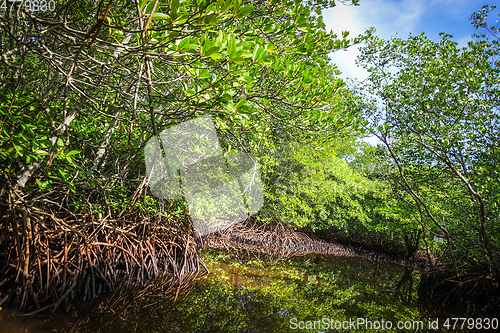 Image of Mangrove in Nusa Lembongan island, Bali, Indonesia