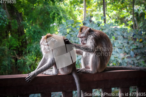 Image of Monkeys in the Monkey Forest, Ubud, Bali, Indonesia