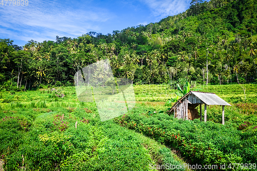 Image of Plantations in green fields, Sidemen, Bali, Indonesia