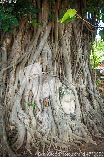 Image of Buddha Head in Tree Roots, Wat Mahathat, Ayutthaya, Thailand