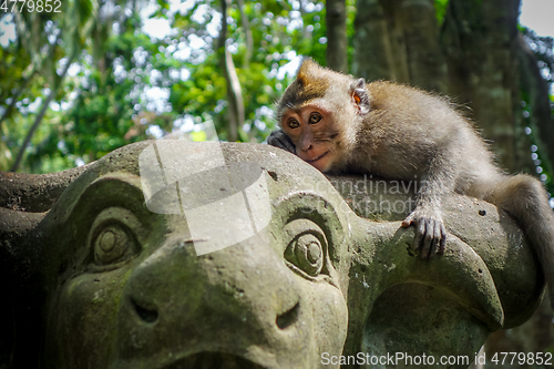 Image of Monkey on a cow statue in the Monkey Forest, Ubud, Bali, Indones