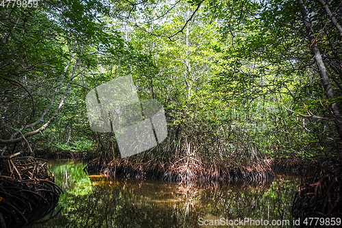 Image of Mangrove in Nusa Lembongan island, Bali, Indonesia