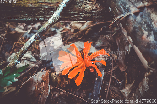 Image of Red flower, Taman Negara national park, Malaysia