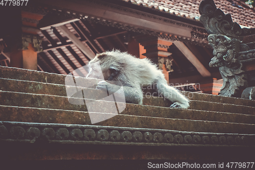 Image of Monkey sleeping on a temple roof in the Monkey Forest, Ubud, Bal