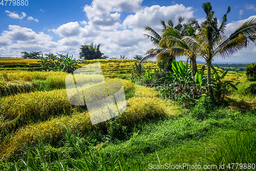 Image of Jatiluwih paddy field rice terraces, Bali, Indonesia