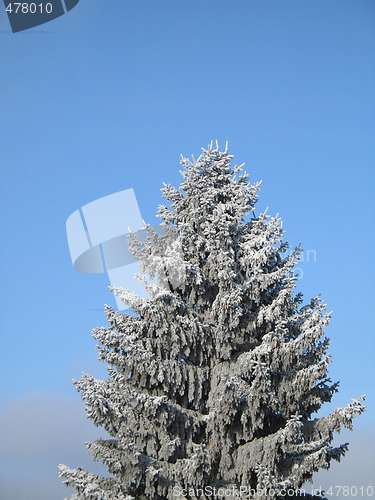 Image of conifer covered with snow