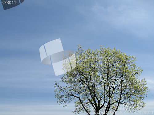 Image of green tree and blue sky