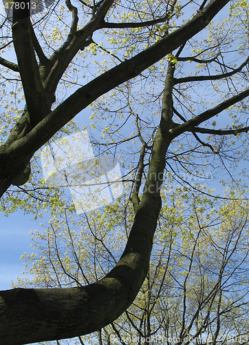 Image of massive tree and blue sky