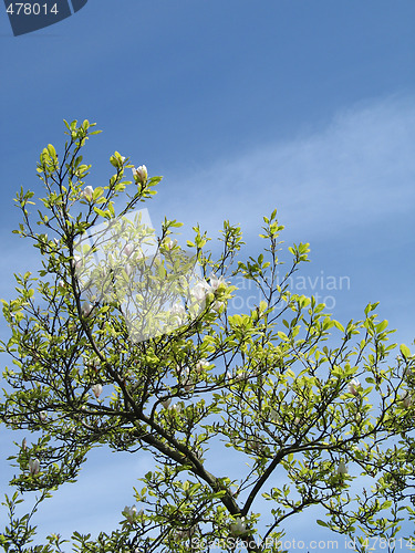 Image of blossoming tree