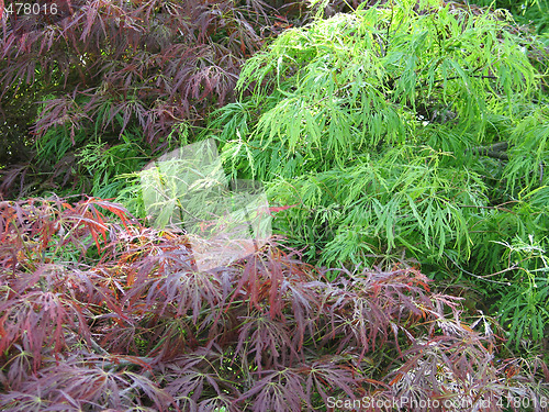 Image of green and red tree leaves 