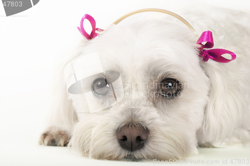 Image of Pampered Pooch