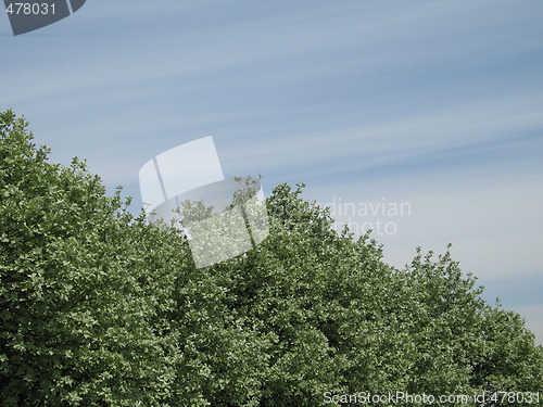 Image of green tree and blue sky