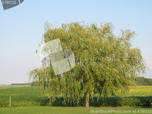 Image of green tree in a field