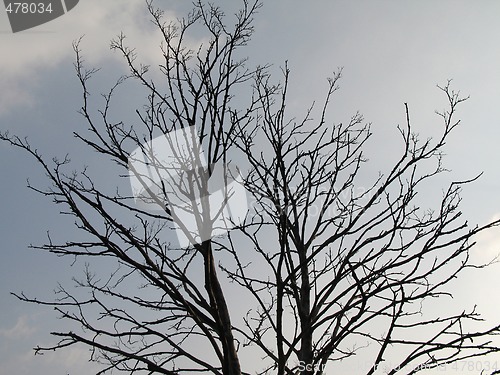Image of black tree in the winter time