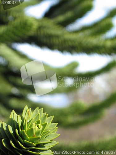 Image of green monkey tree close up