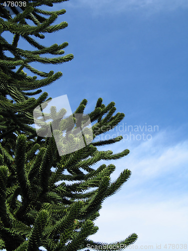 Image of green monkey tree and blue sky