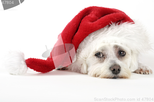 Image of Christmas Pooch