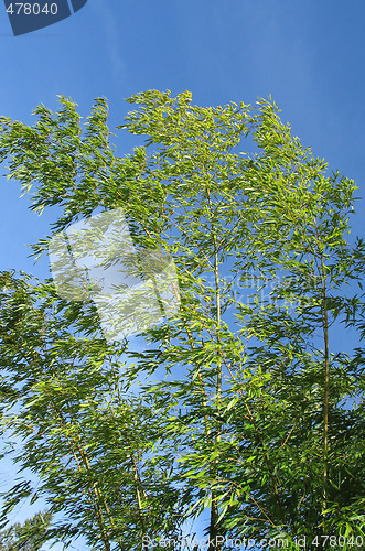 Image of green bamboo and blue sky