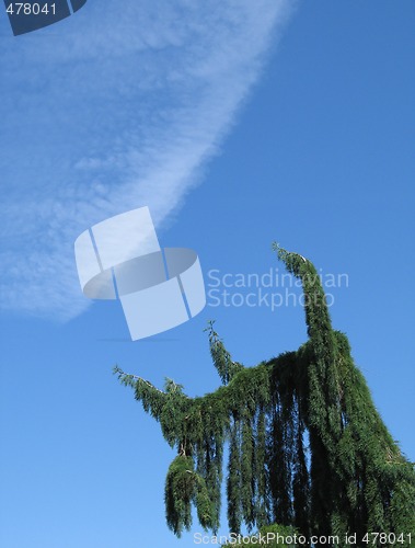 Image of green conifer and blue sky
