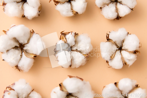 Image of cotton flowers on beige background