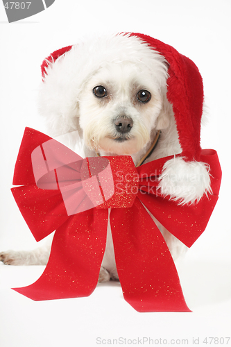 Image of Puppy for Christmas