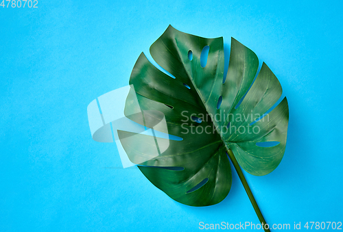 Image of monstera deliciosa leaf or swiss cheese plant