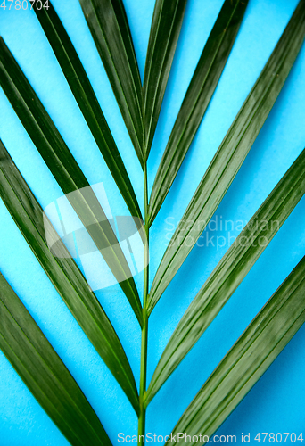 Image of close up of green palm leaf on blue background