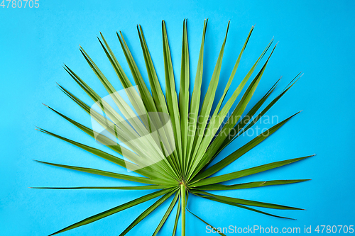 Image of green fan palm leaf on blue background