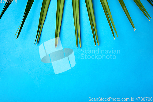 Image of green fan palm leaf on blue background