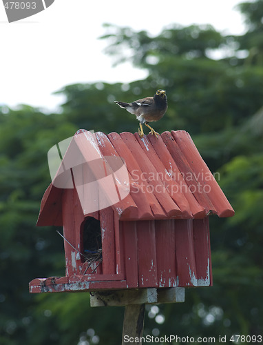 Image of Birdhouse with bird