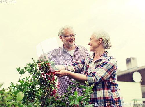 Image of senior couple harvesting currant at summer garden