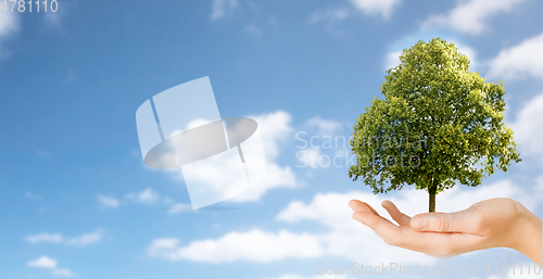 Image of close up of hand holding tree