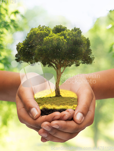 Image of close up of hands holding tree
