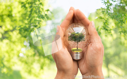 Image of hands holding lightbulb with tree inside