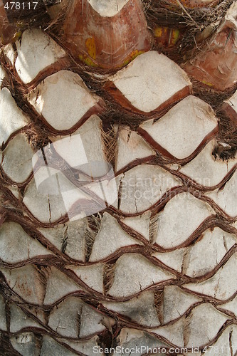 Image of Palm stem