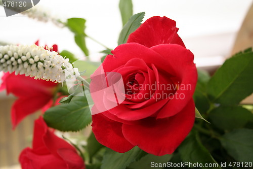 Image of Beautiful red rose