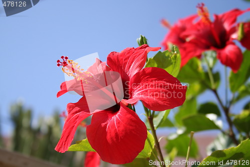 Image of Hibiscus