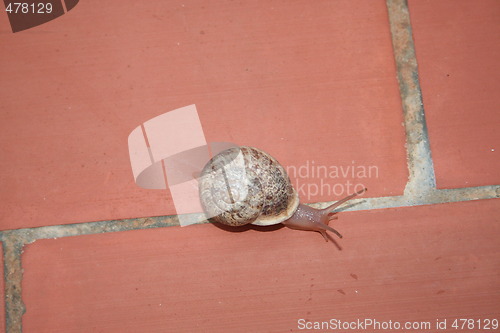 Image of Snail
