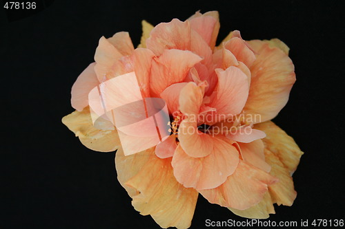 Image of Hibiscus