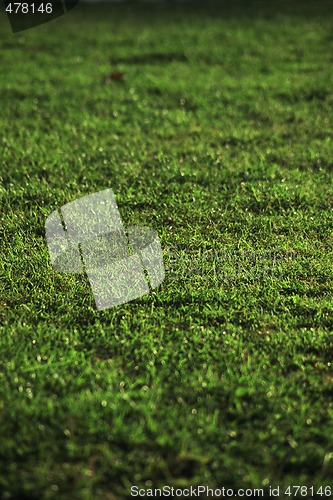 Image of GREEN GRASS