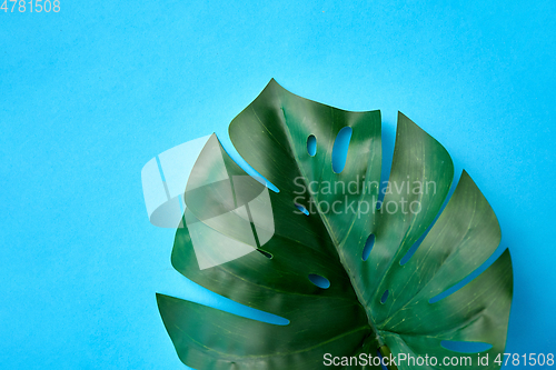 Image of close up of monstera deliciosa leaf